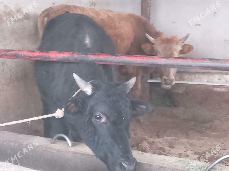 arzan 7.okiz - Бузмеин - img 7