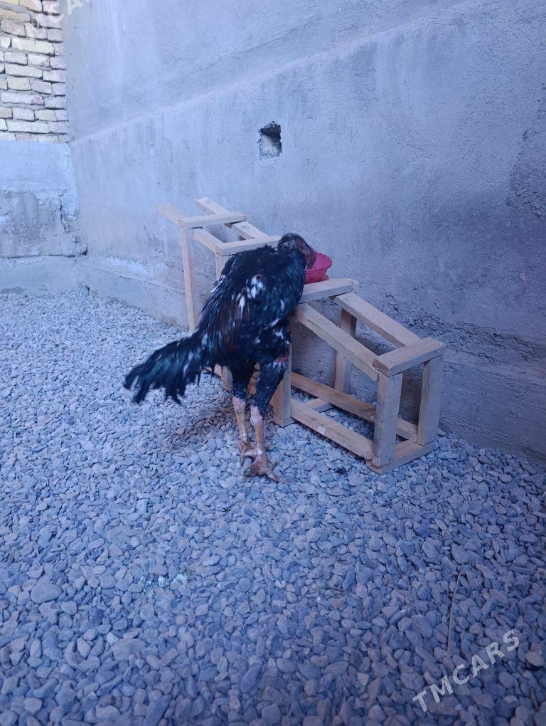 bayes horaz baysy - Baýramaly - img 5