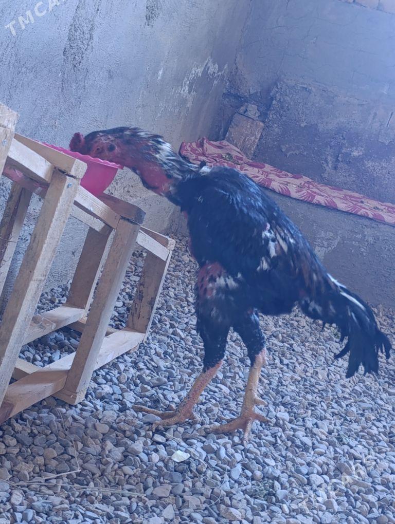 bayes horaz baysy - Baýramaly - img 6