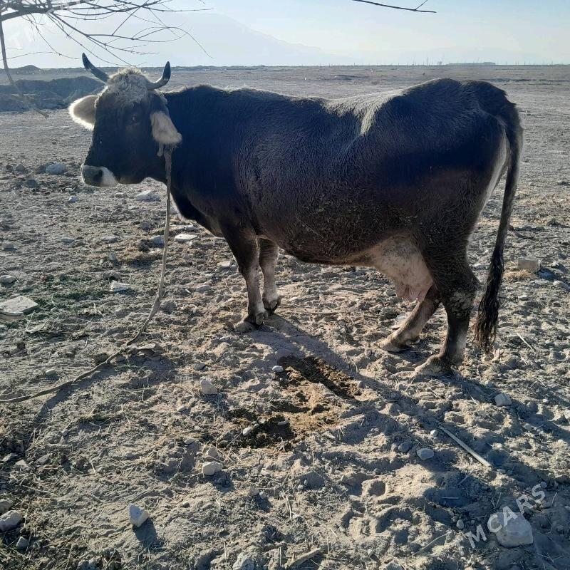 Sygyr - Büzmeýin - img 1