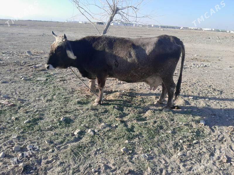 Sygyr - Büzmeýin - img 5