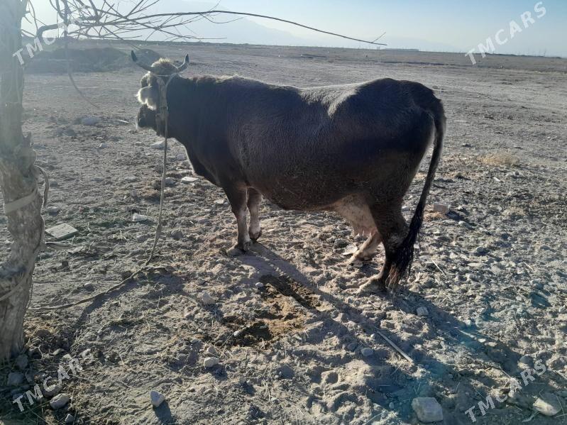 Sygyr - Büzmeýin - img 6