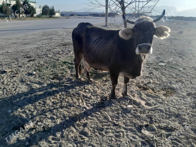 Sygyr - Büzmeýin - img 7