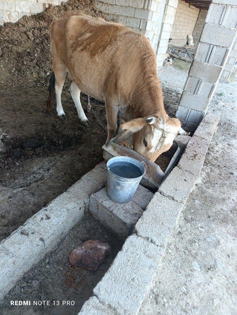 sygyr - Gökdepe - img 2