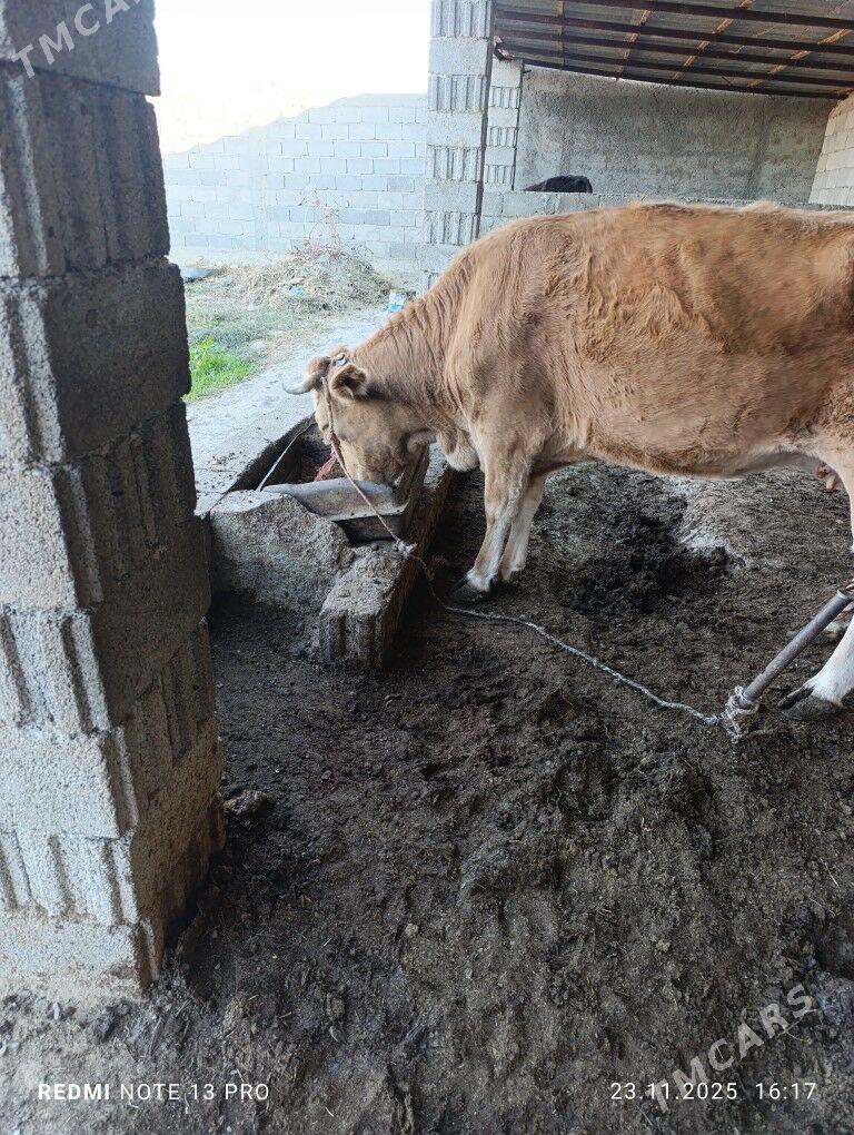 sygyr - Gökdepe - img 3