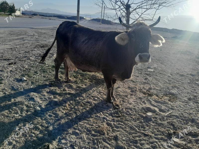 Sygyr - Büzmeýin - img 4