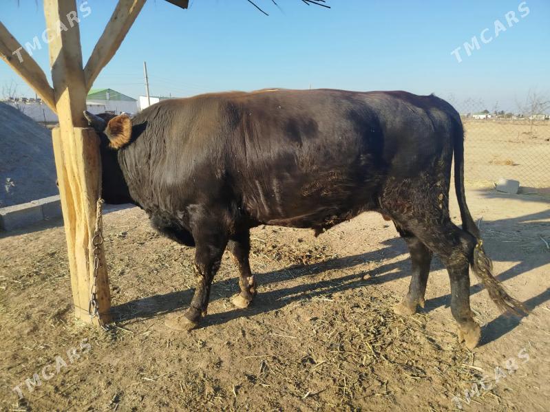 Öküz - Ак-Бугдайский этрап - img 1