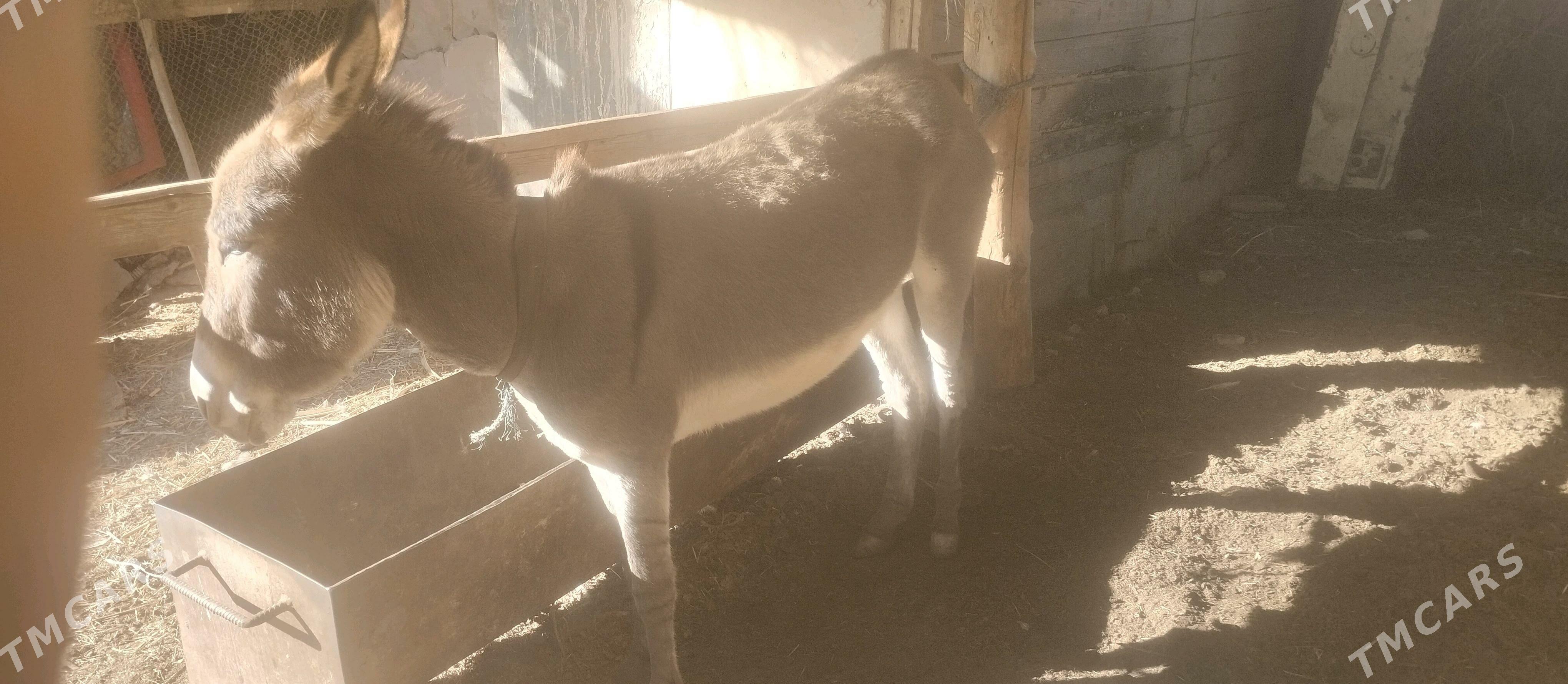 EŞEK - Чарджоу - img 2