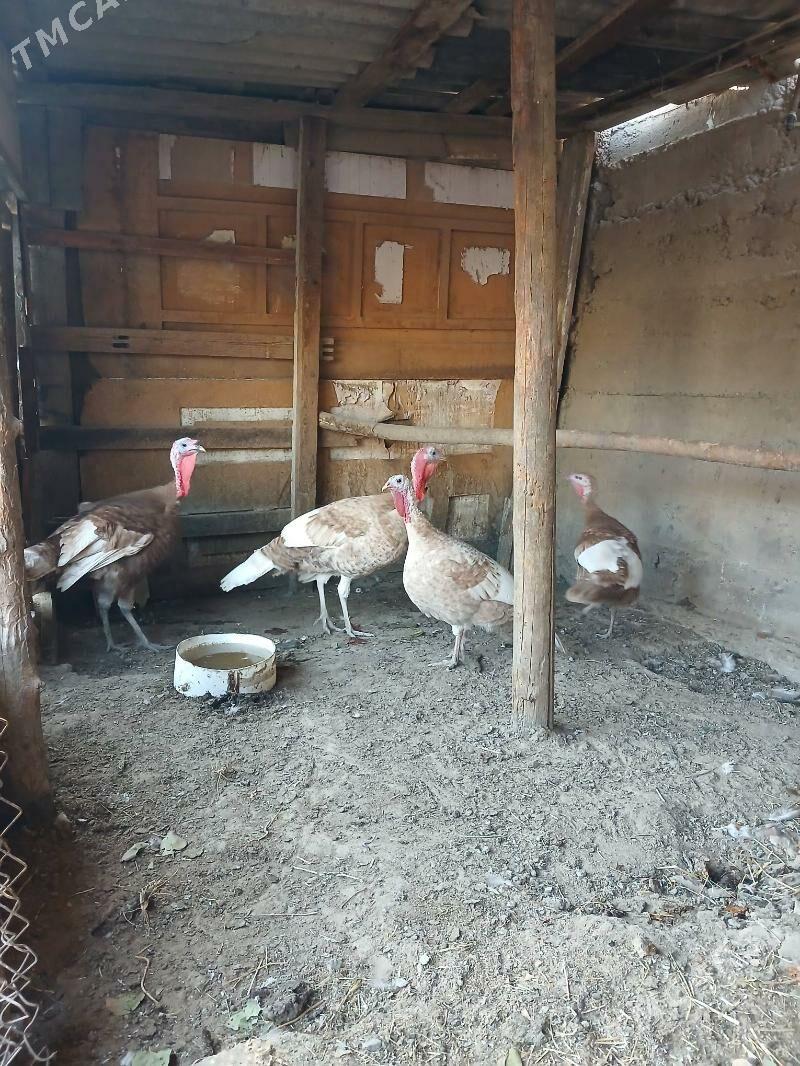 induk - Bagyr - img 2