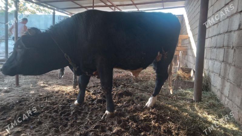 Ökiz - Анев - img 2