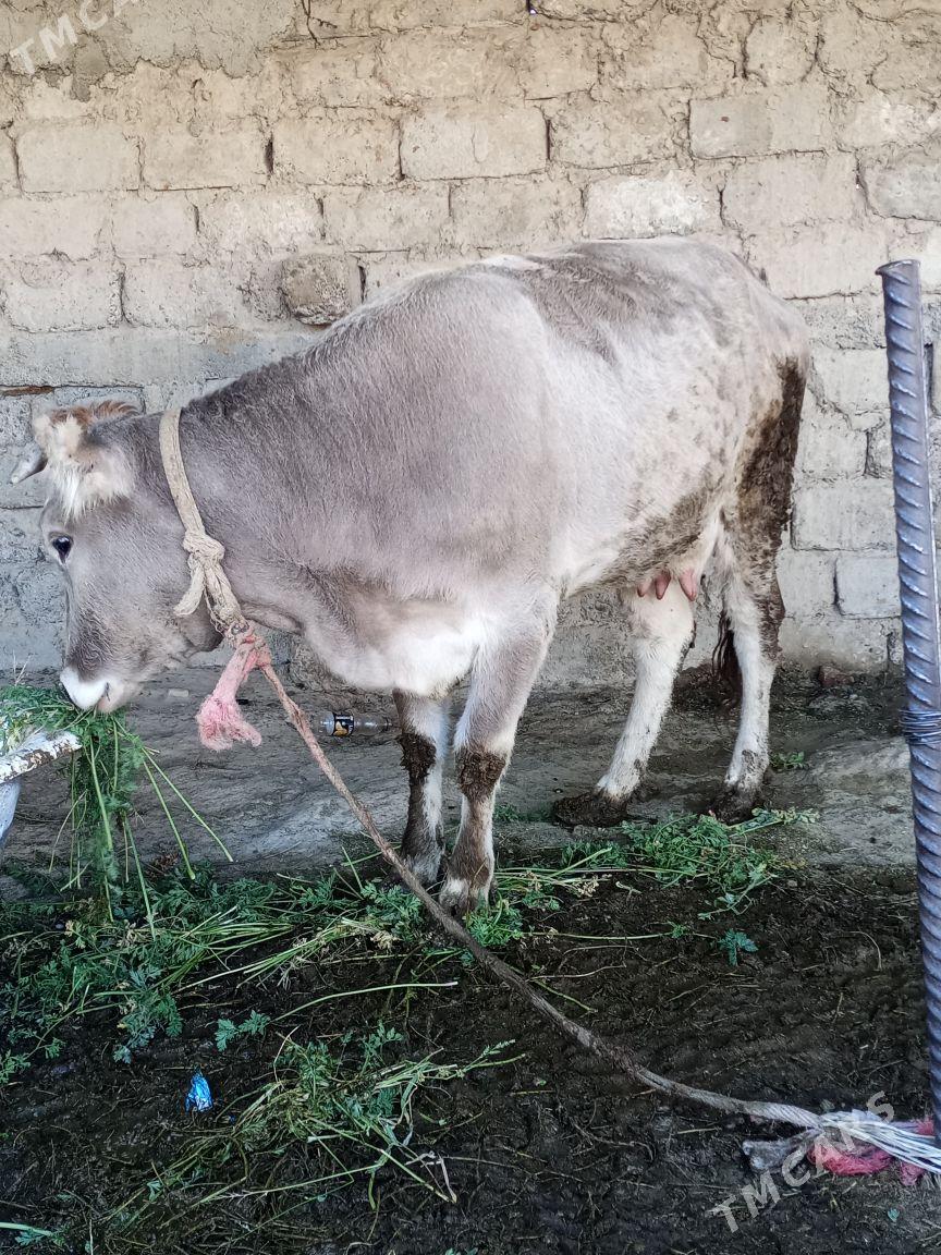 sygyr - Aşgabat - img 2