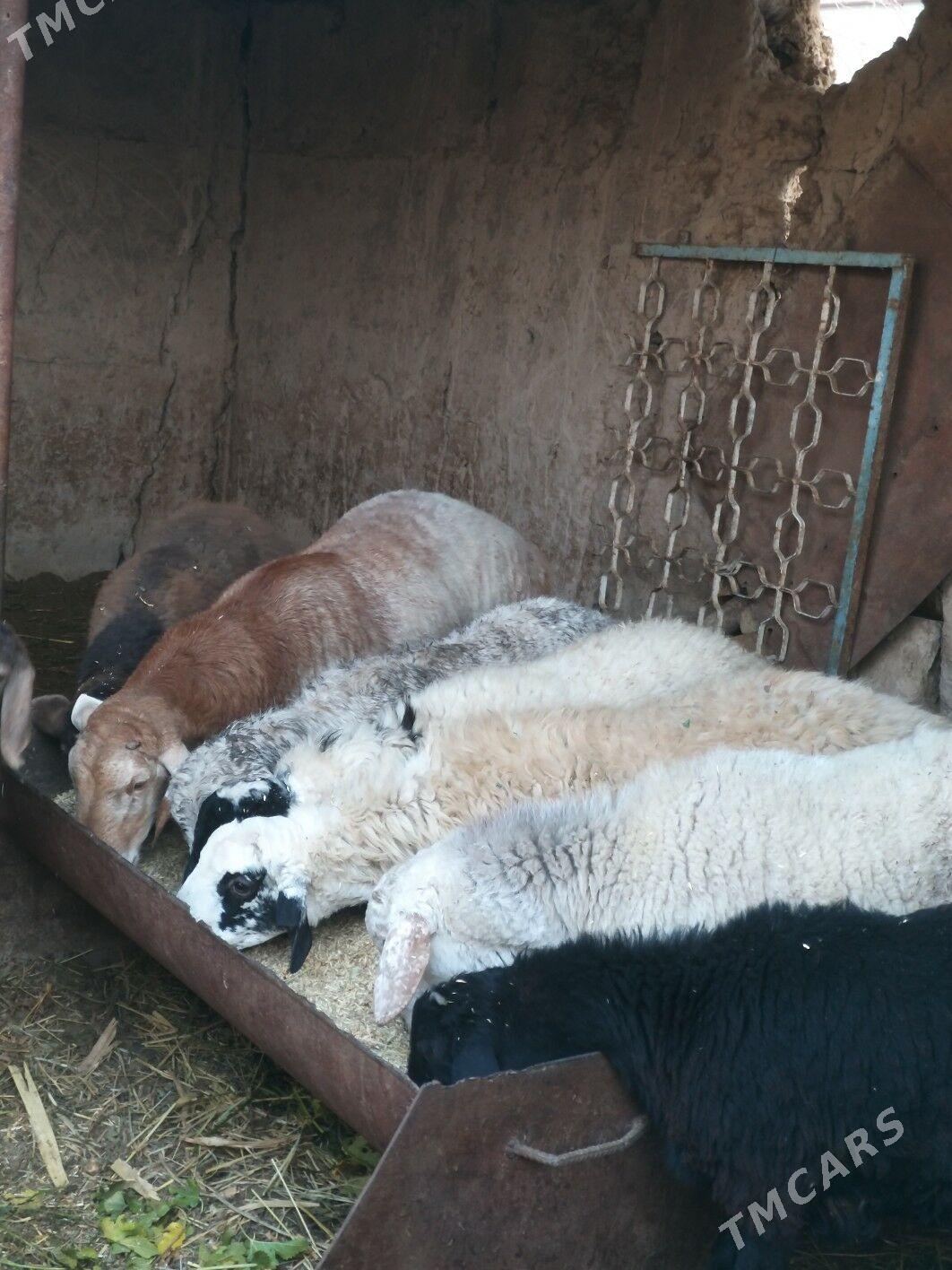 goyun - Çärjew - img 2