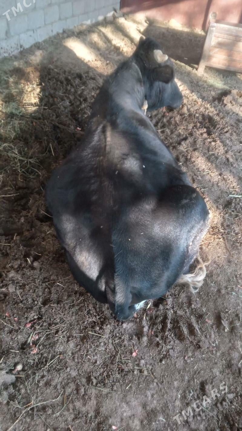 Ökiz - Анев - img 3