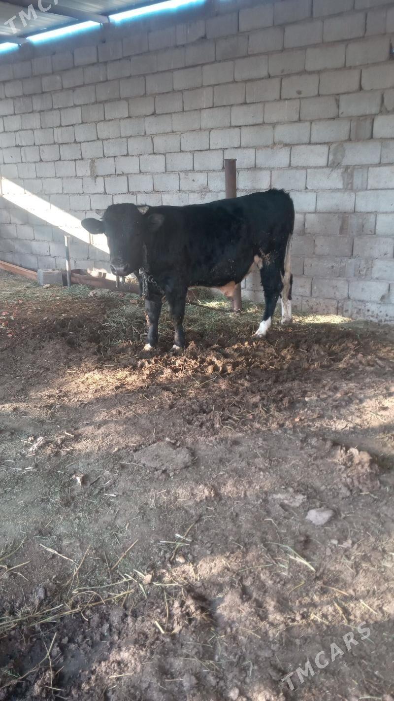 Ökiz - Анев - img 5