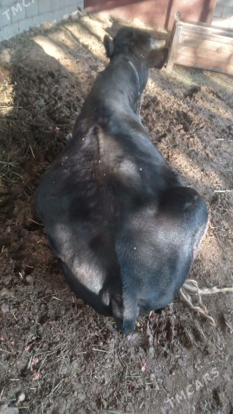 Ökiz - Анев - img 4