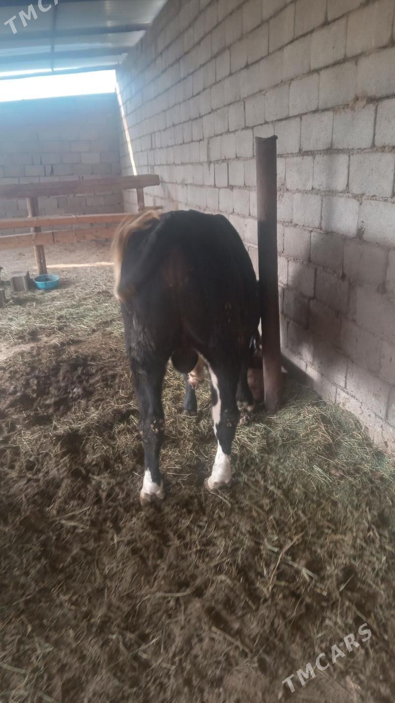 Ökiz - Анев - img 6