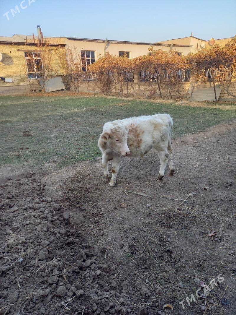 simintal okuzche - Çärjew - img 3