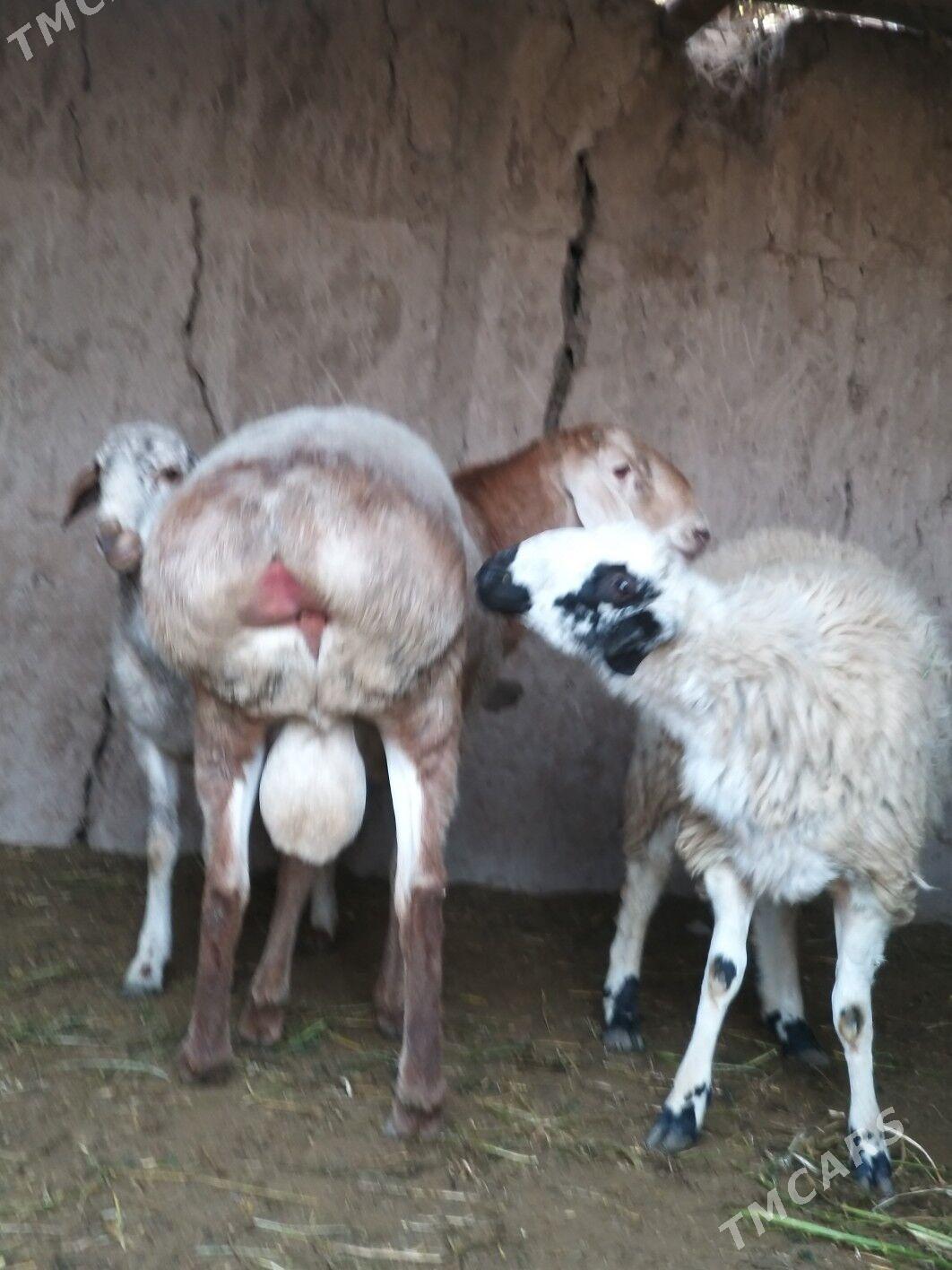 goyun - Çärjew - img 3