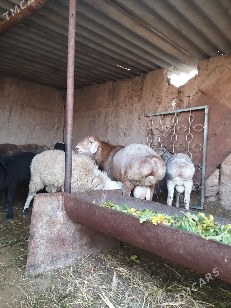 goyun - Çärjew - img 4