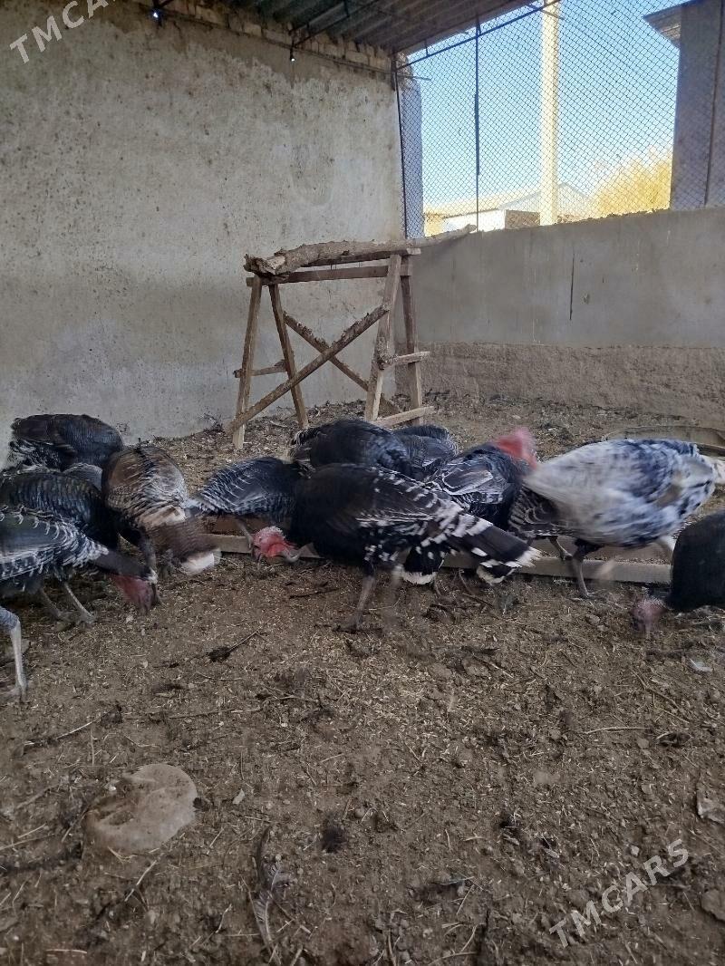 induklar - Babadaýhan - img 2