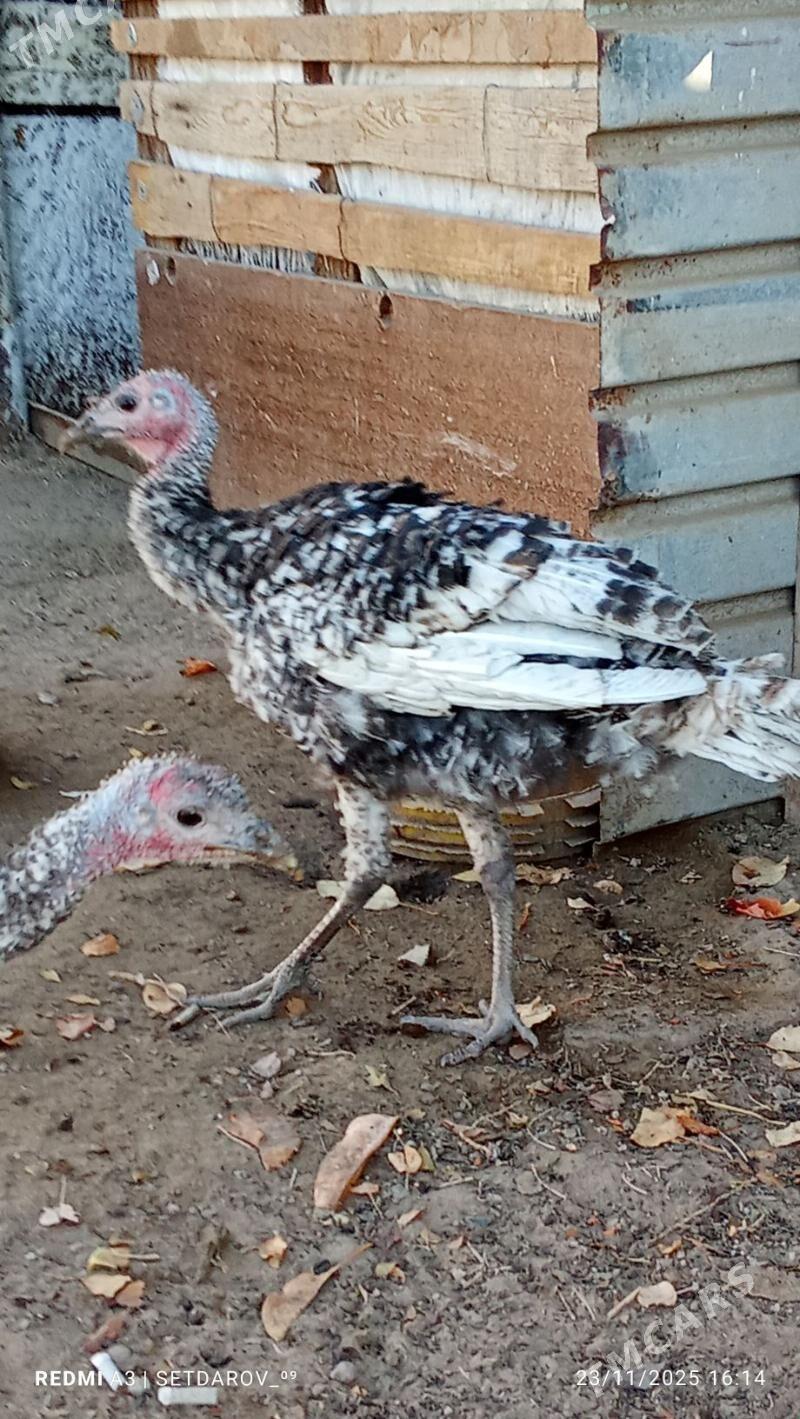 induk - Jebel - img 3