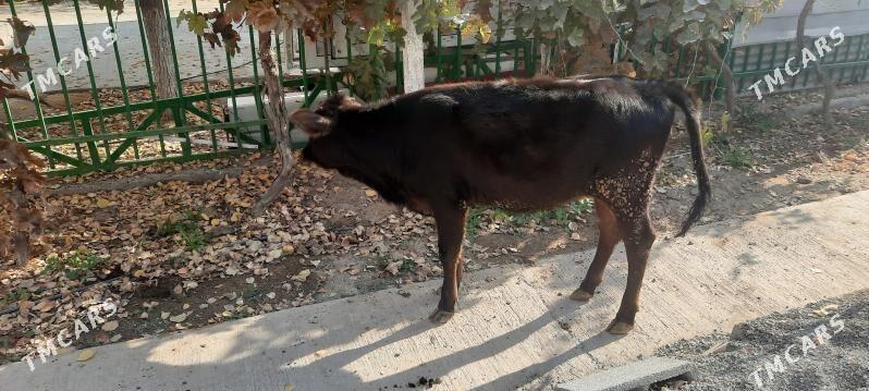 tuwe - Aşgabat - img 2