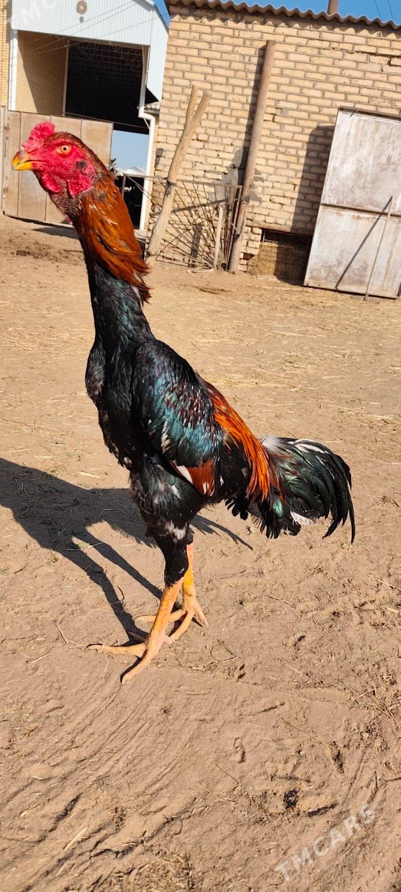 horaz - Векильбазар - img 2