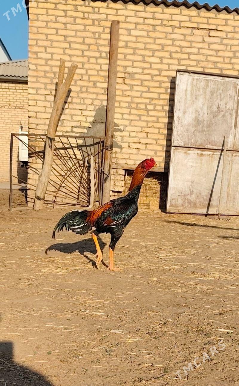 horaz - Векильбазар - img 4