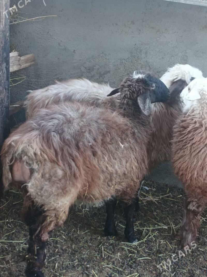 gurat toklylar - Änew - img 4