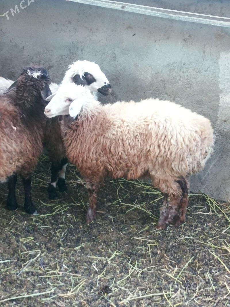 gurat toklylar - Änew - img 2