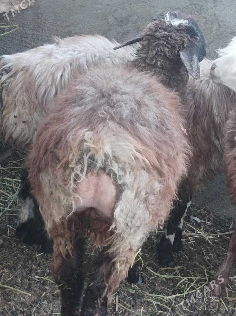 gurat toklylar - Änew - img 3