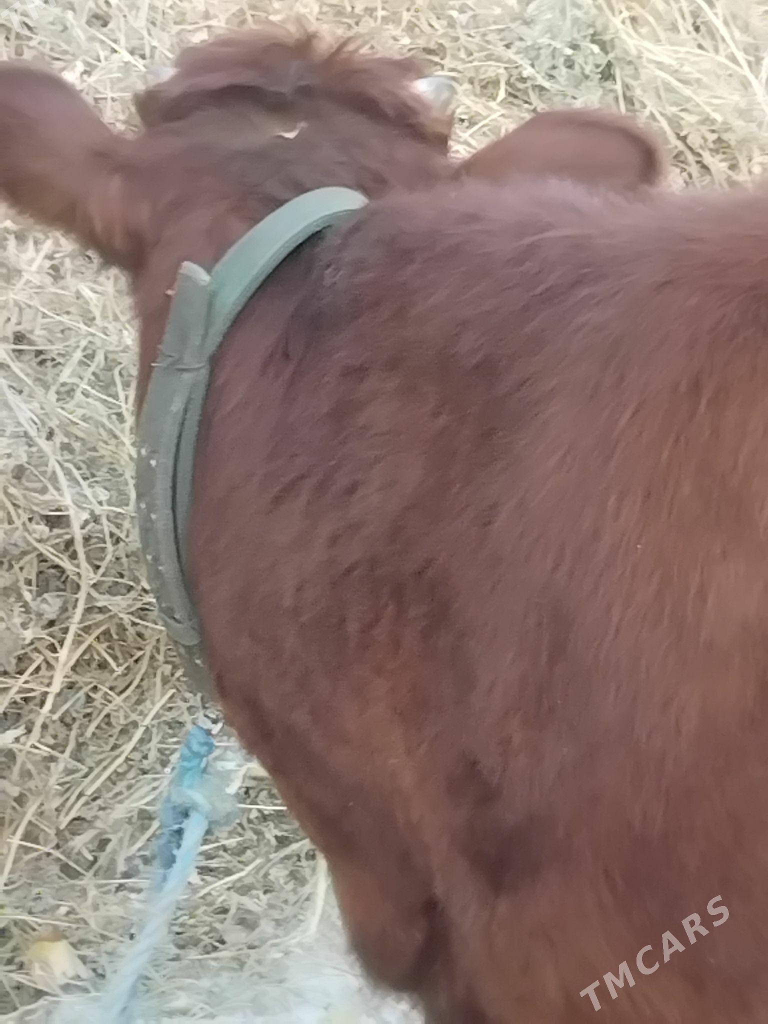 CarjewCarjew - Чарджоу - img 3