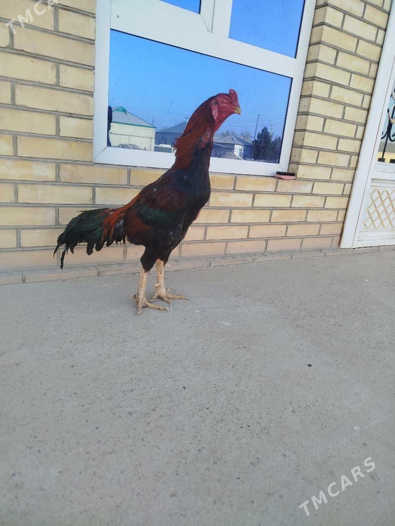 bayes - Mary - img 3