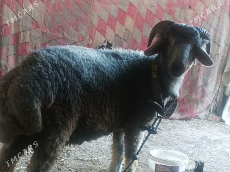 Kockar - Дянев - img 4