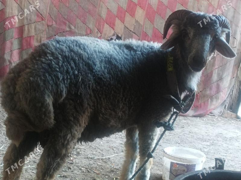 Kockar - Дянев - img 3