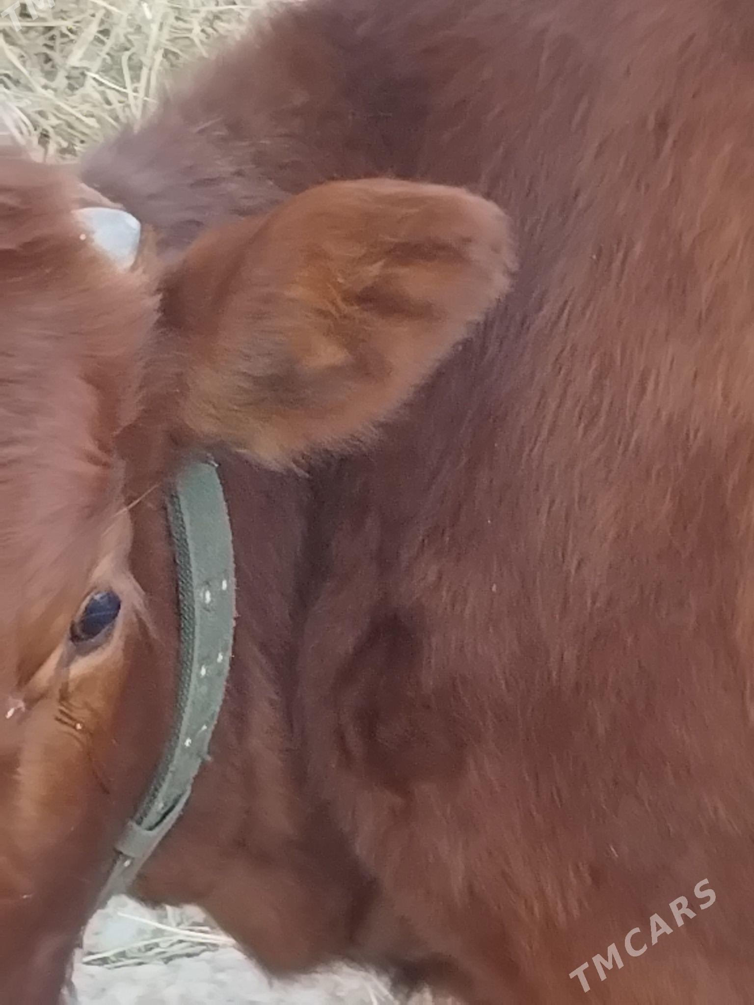 CarjewCarjew - Чарджоу - img 2