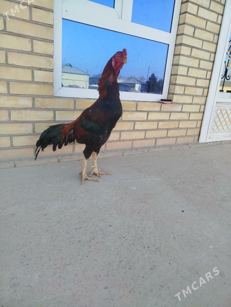 bayes - Mary - img 2