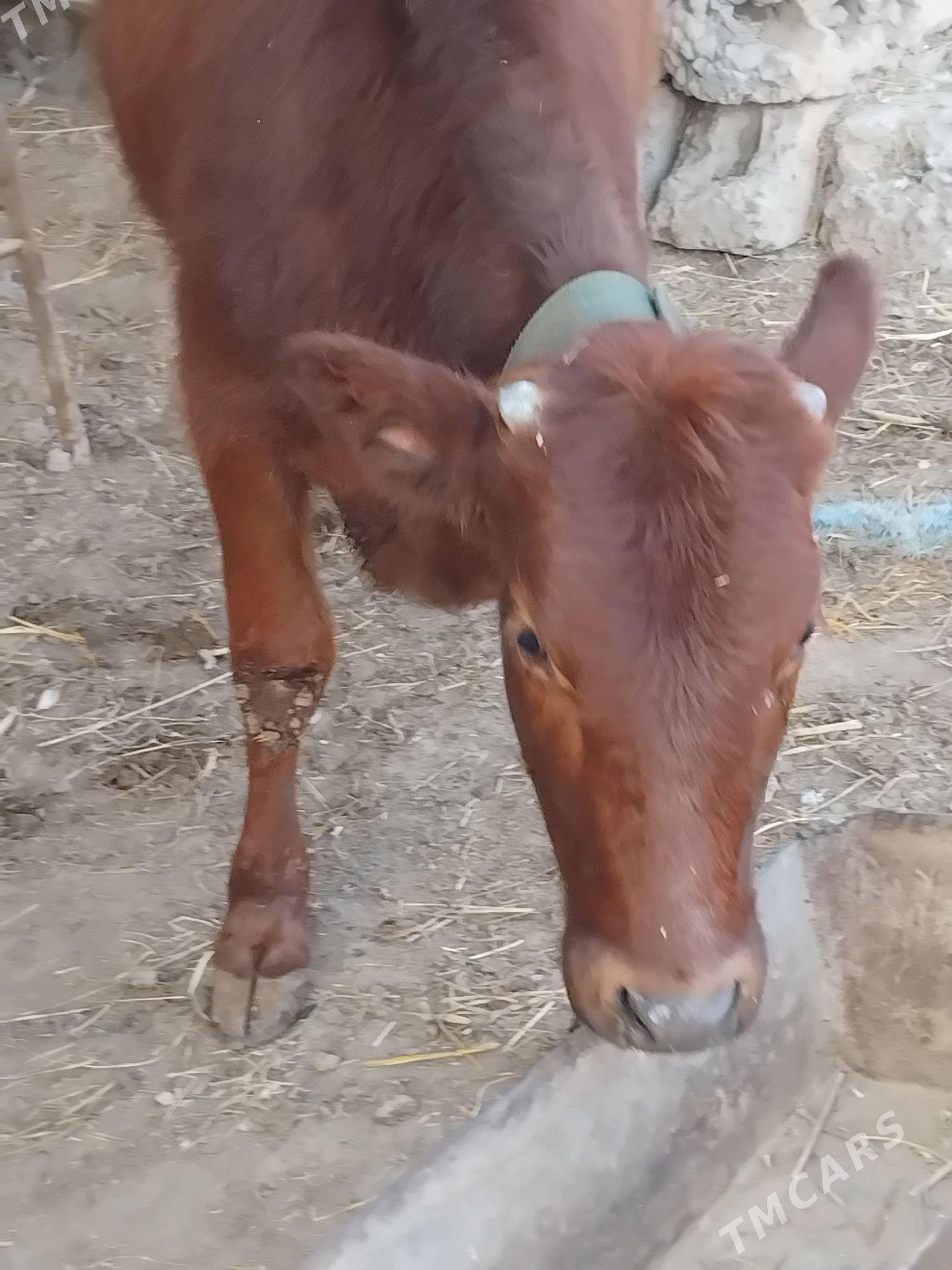 CarjewCarjew - Чарджоу - img 4