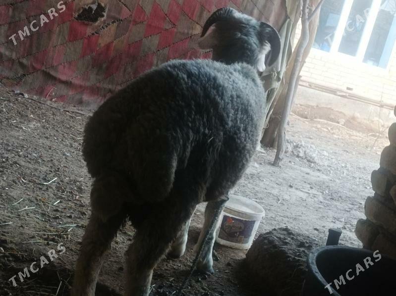 Kockar - Дянев - img 2