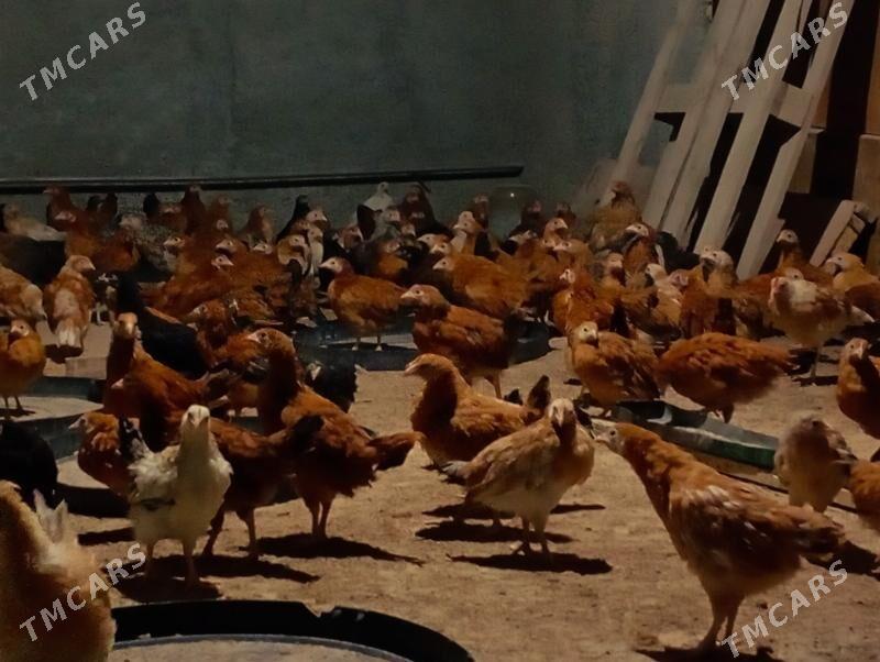 juyje - Гёкдепе - img 3