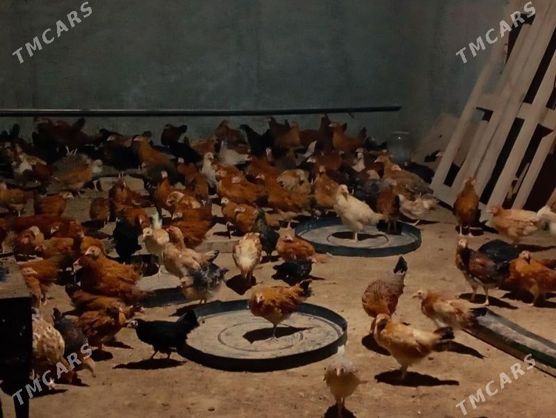 juyje - Гёкдепе - img 2