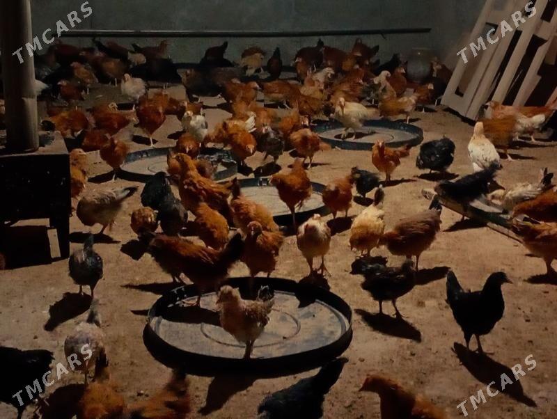 juyje - Гёкдепе - img 1