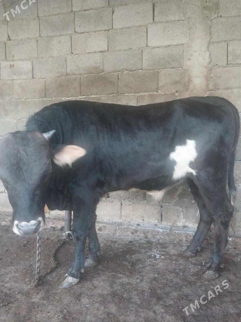 okuz - Şor daça - img 4