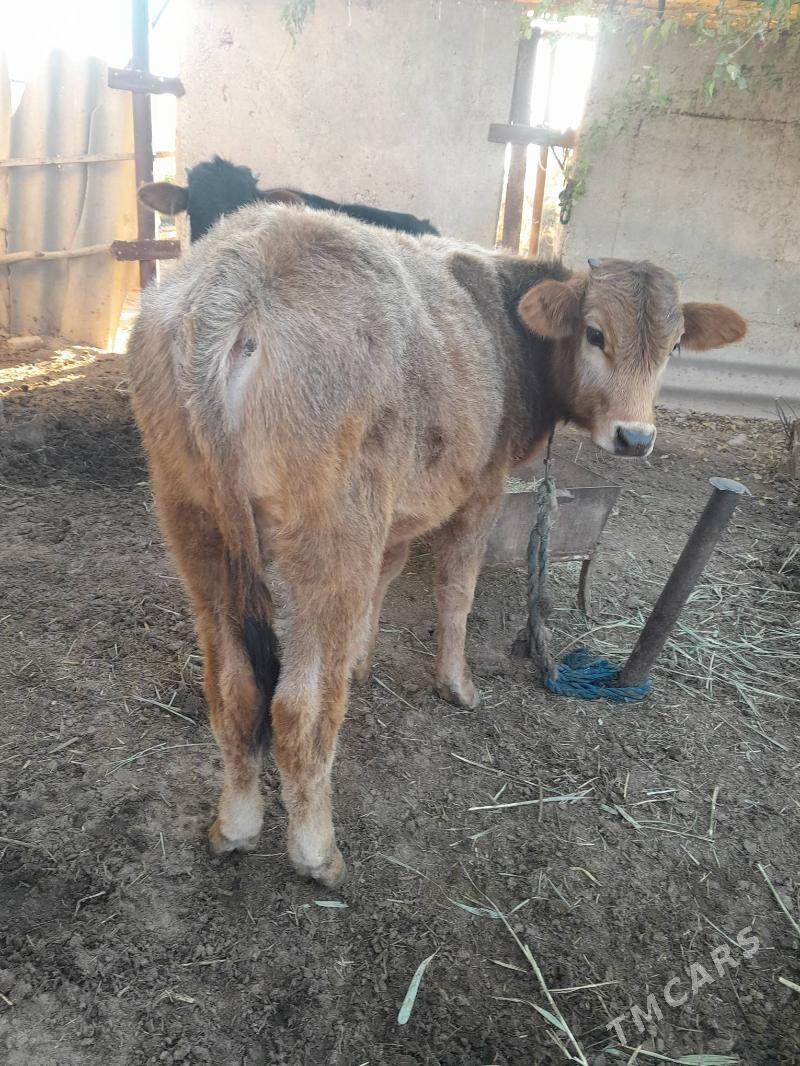 okuz - Babadaýhan - img 2