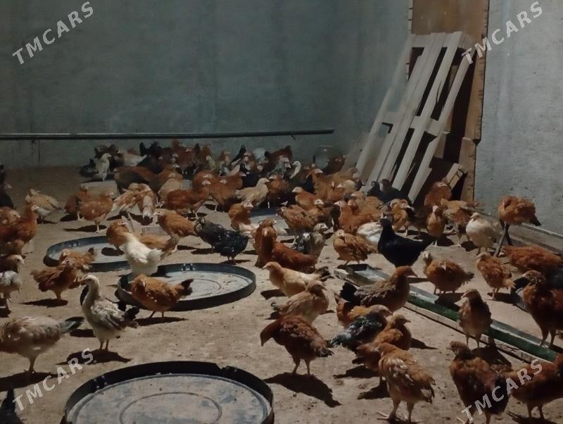 juyje - Гёкдепе - img 4