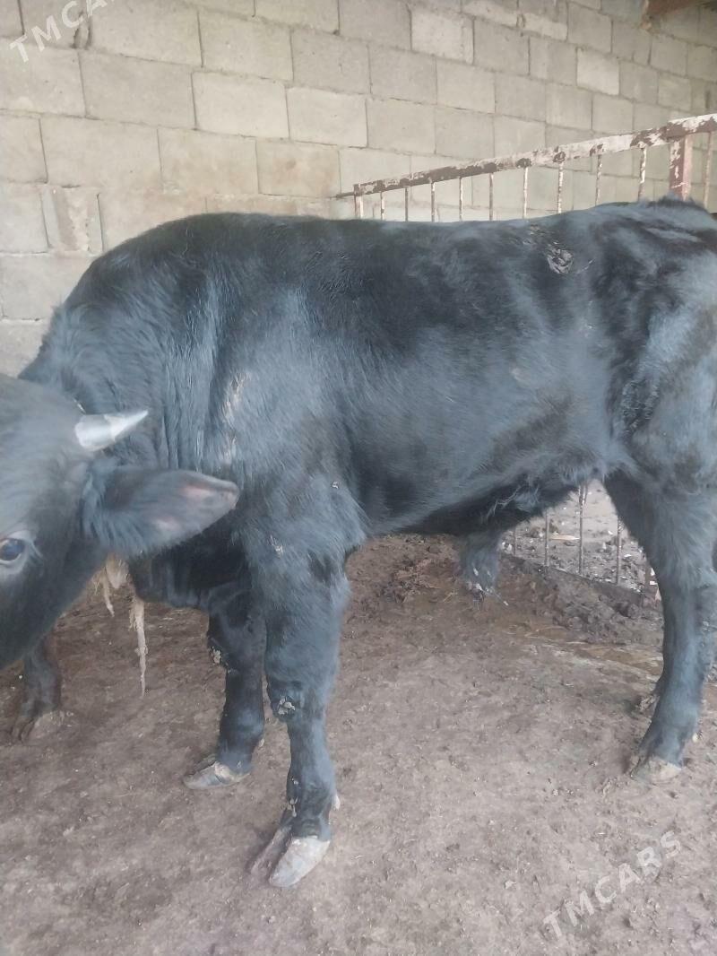 okuz - Şor daça - img 3