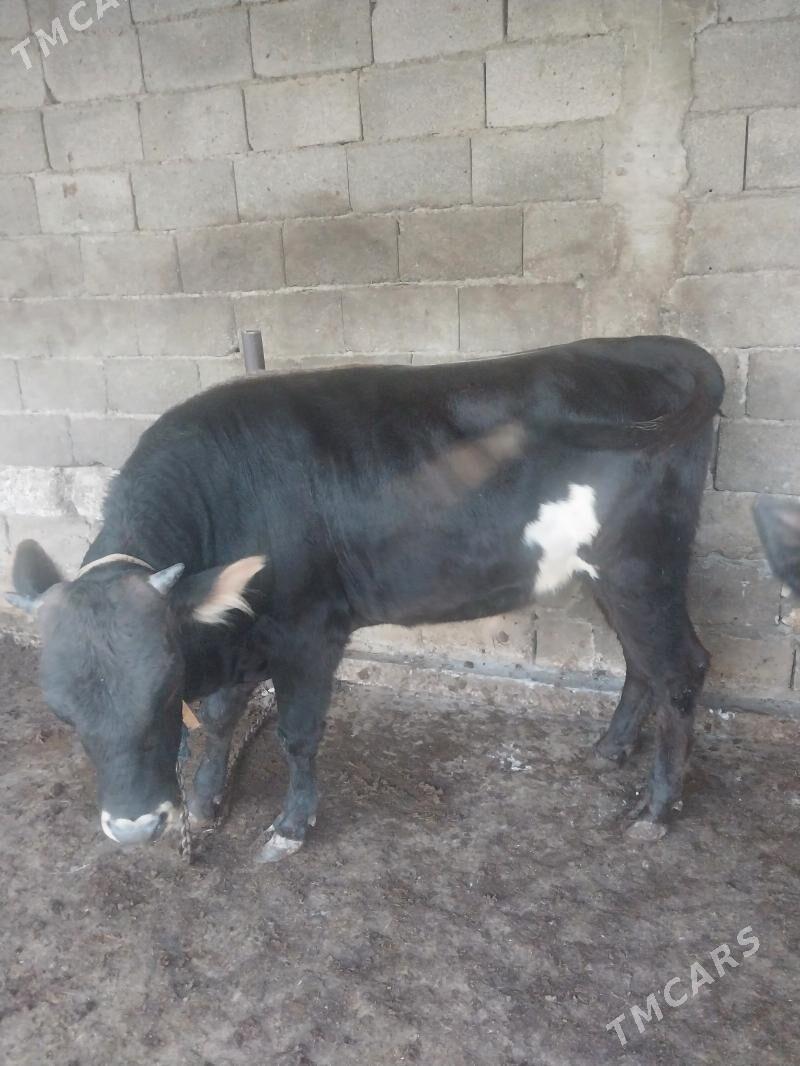 okuz - Şor daça - img 1