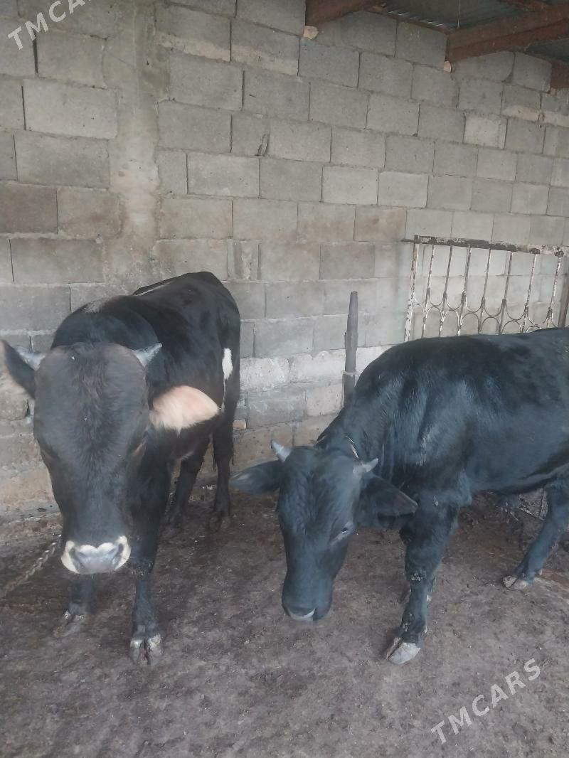 okuz - Şor daça - img 5