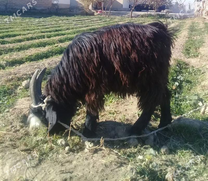 goýunlar we geciler - Гёкдепе - img 3