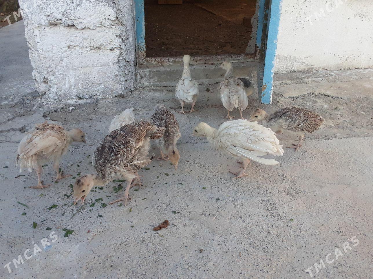 induk   juyje - Gökdepe - img 3